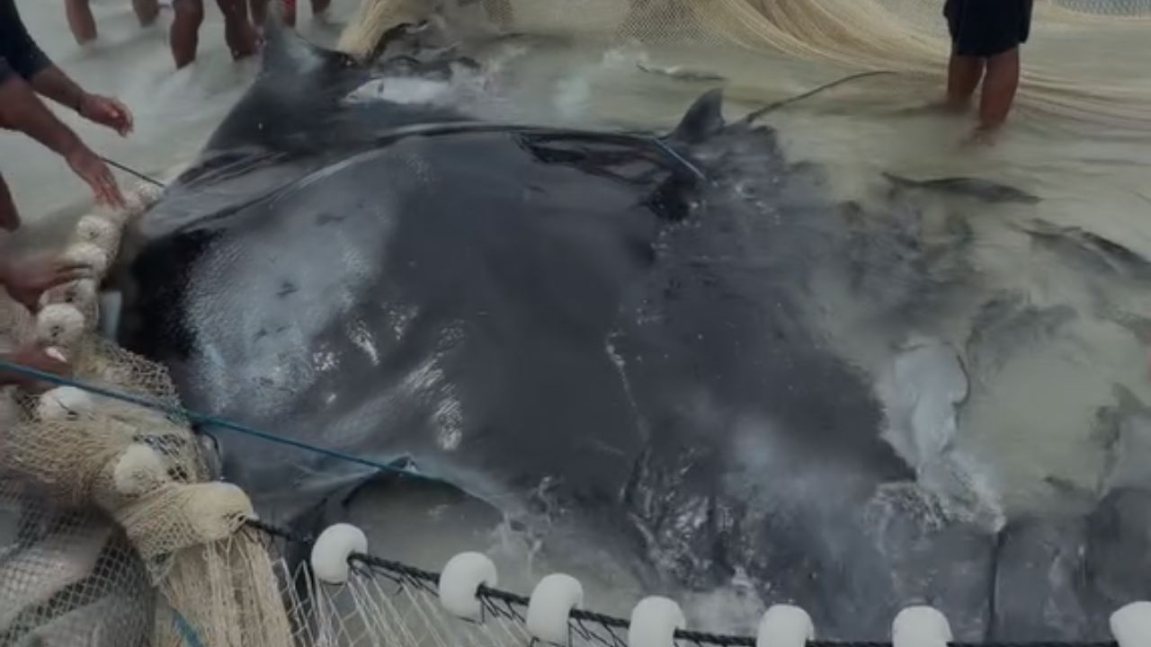 Raia gigante é resgatada por banhistas no RJ