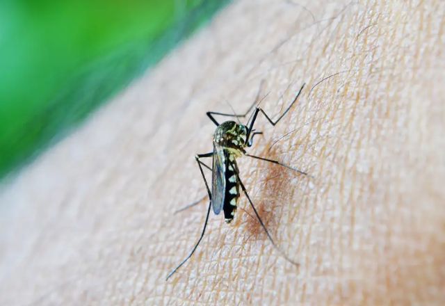 Brasil casos prováveis de dengue