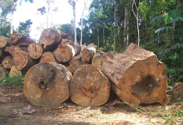 Do total de atividade madeireira ilegal, 15% ocorreu apenas dentro de áreas protegidas | Idesam