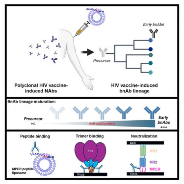 Estudo dos pesquisadores de Duke mostram um passo a passo sobre como foi possível criar anticorpos contra o vírus HIV, que provoca a Aids | Reprodução/Duke