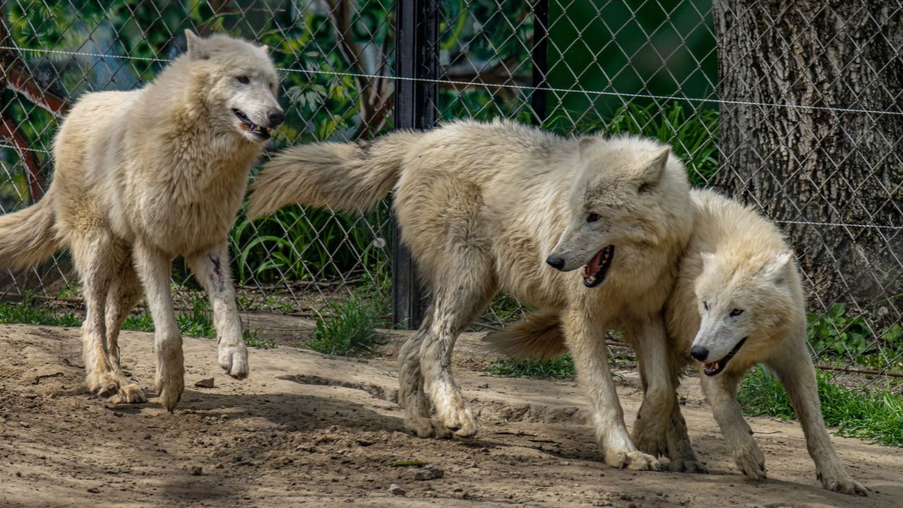 Menina de 8 anos é atacada por lobo em zoológico na Alemanha