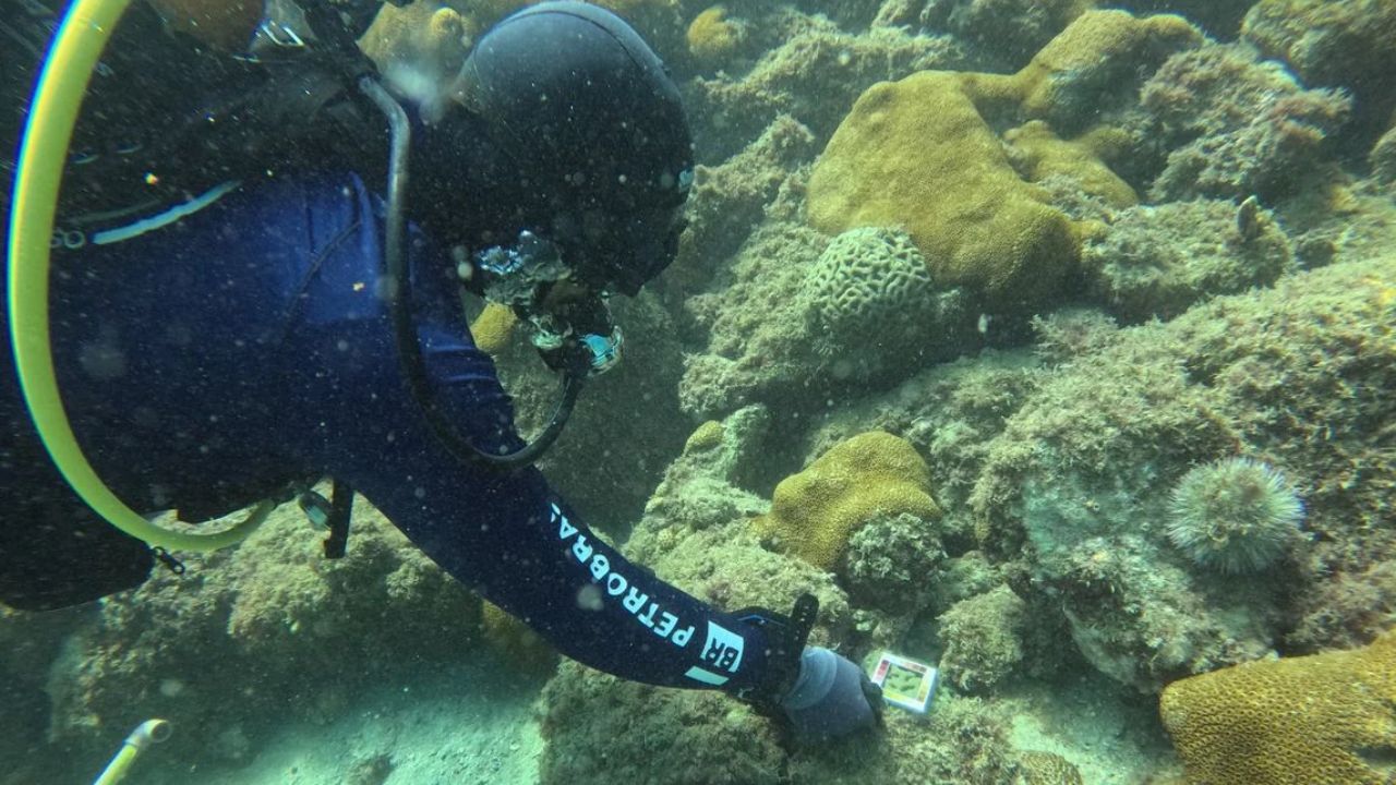 Aquecimento do mar põe 5 recifes do Brasil em perigo crítico