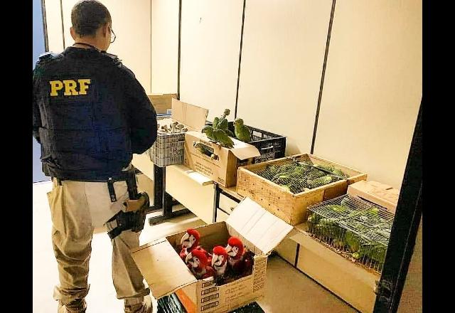 Polícia apreende  araras e centenas de papagaios transportados em caixas de papelão no Rio