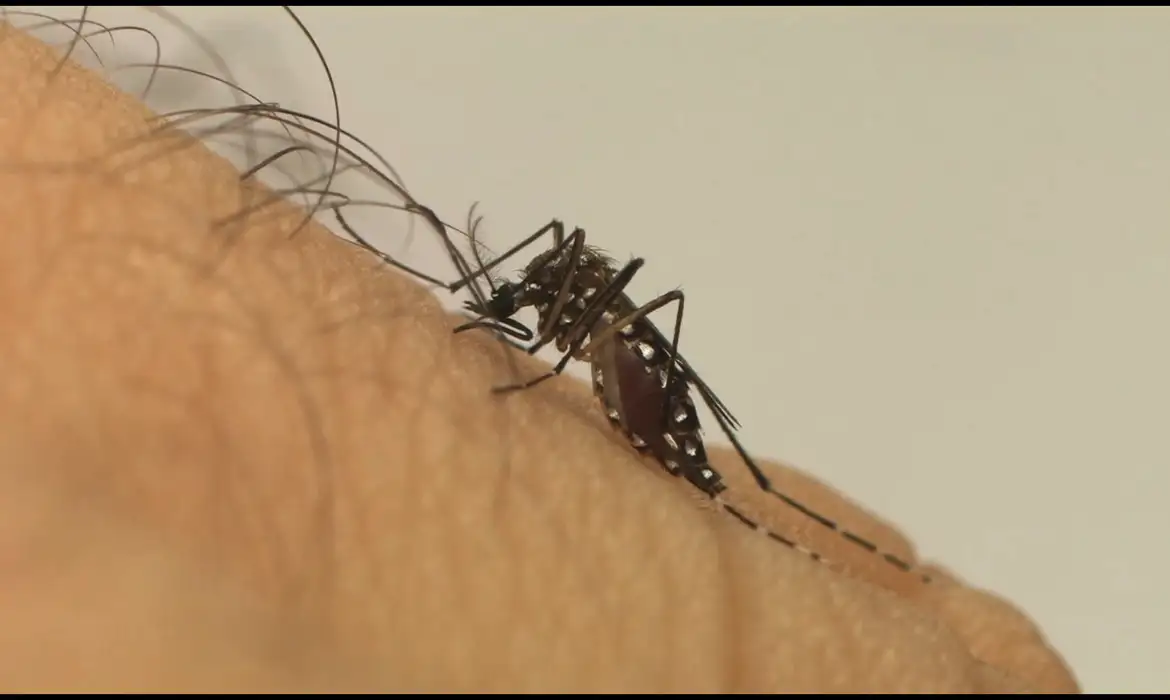 Mosquito da dengue pode "ignorar" repelente, diz estudo