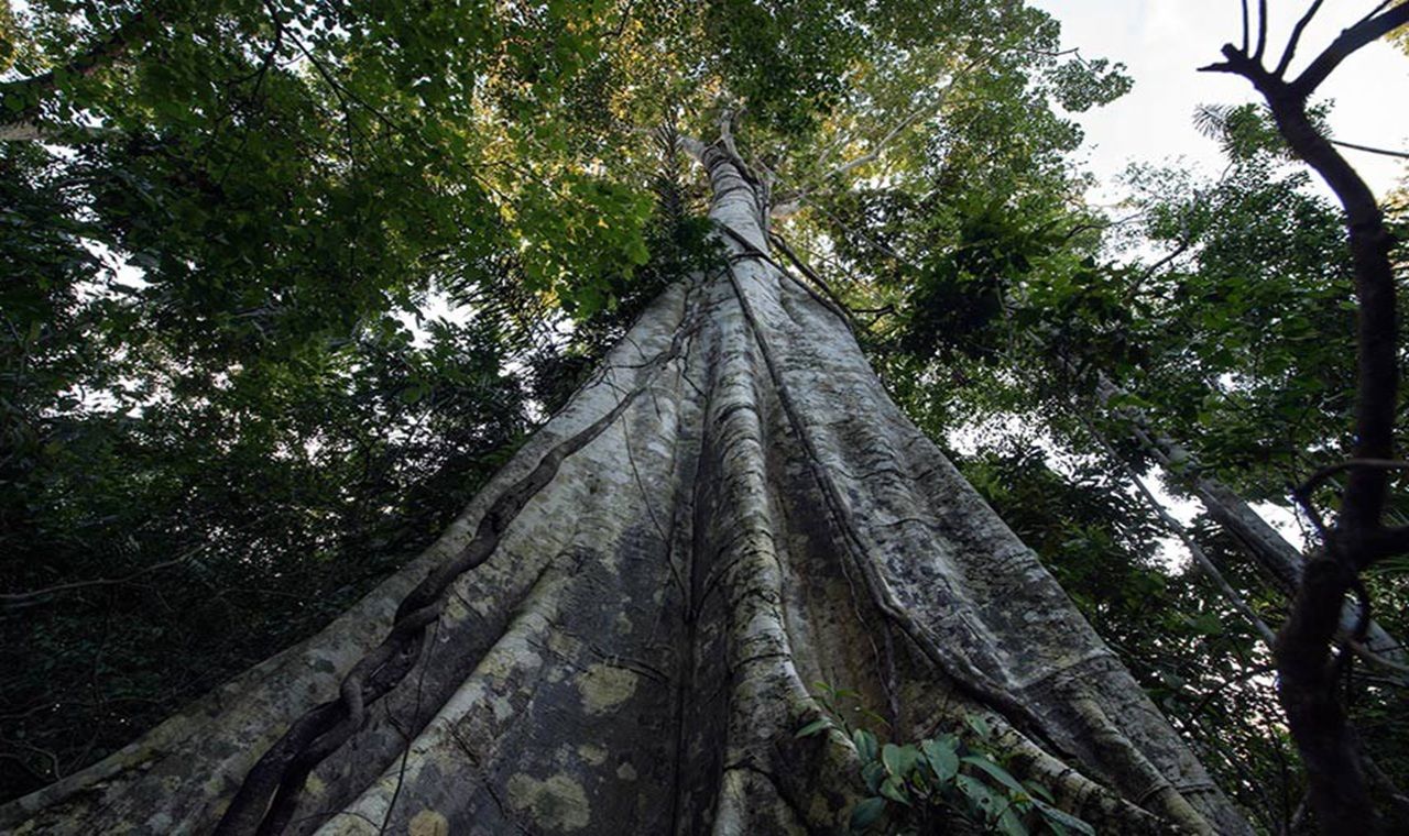 Noruega seguirá com apoio ao Fundo Amazônia, diz embaixador Noruega seguirá com apoio ao Fundo Amazônia, diz embaixador