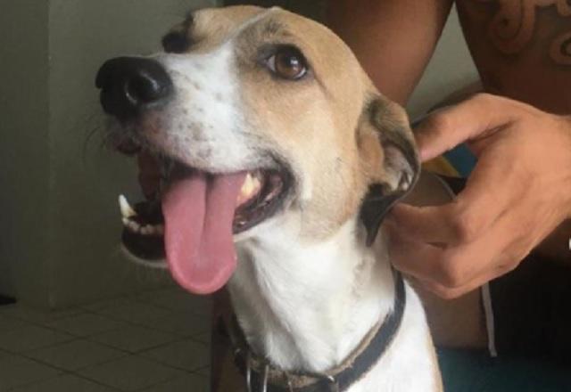 cachorra pandora