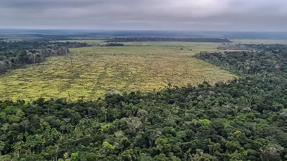 Vegetação nativa do Brasil chega a 3,4 milhões de fragmentos