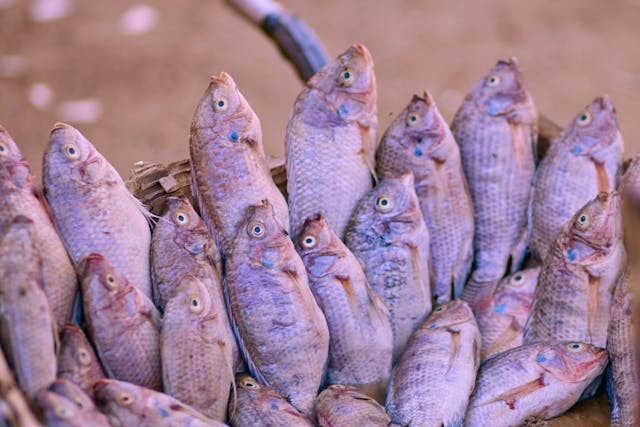 Peixes são uma opção para católicos que não consomem carne vermelha durante a Semana Santa | Reprodução