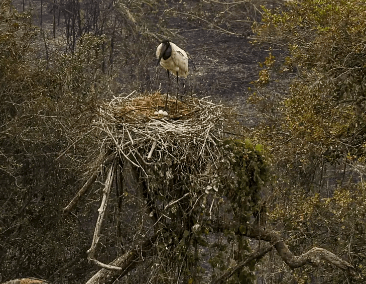 Biólogos tentam salvar fauna ameaçada pelo fogo no Pantanal